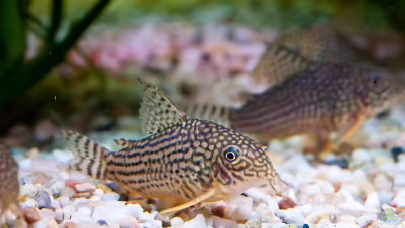 Panzerwels von propeller (9)