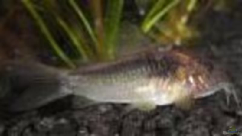 Panzerwels von qmman (15)