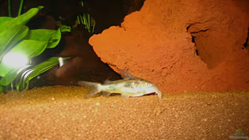 Panzerwels von Sabine Hoffmann (19)