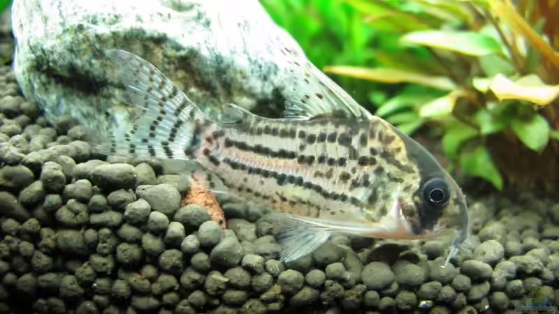 Panzerwels von Sarah (51)