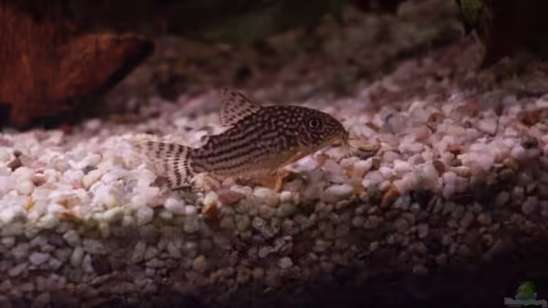 Panzerwels von Sauerlandmicha (34)