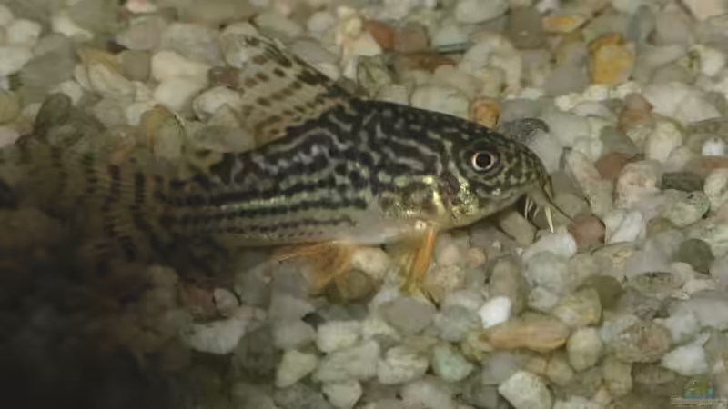 Panzerwels von Sauerlandmicha (35)