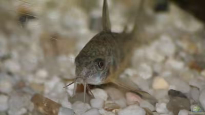 Panzerwels von Sharkbait (5)