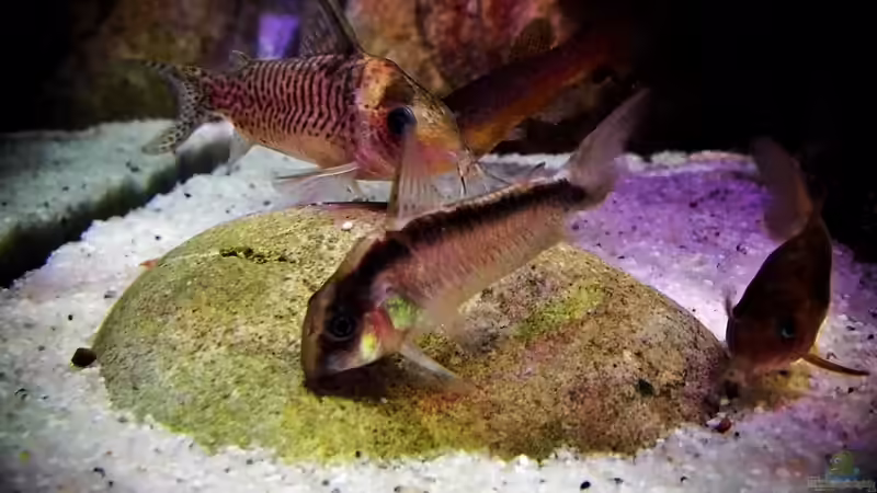 Panzerwels von snooze (109)