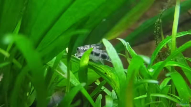 Panzerwels von Sven Groth (4)