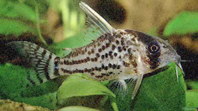 Panzerwels von Thorsten Elbert (14)