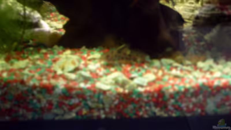 Panzerwels von valla88 (22)