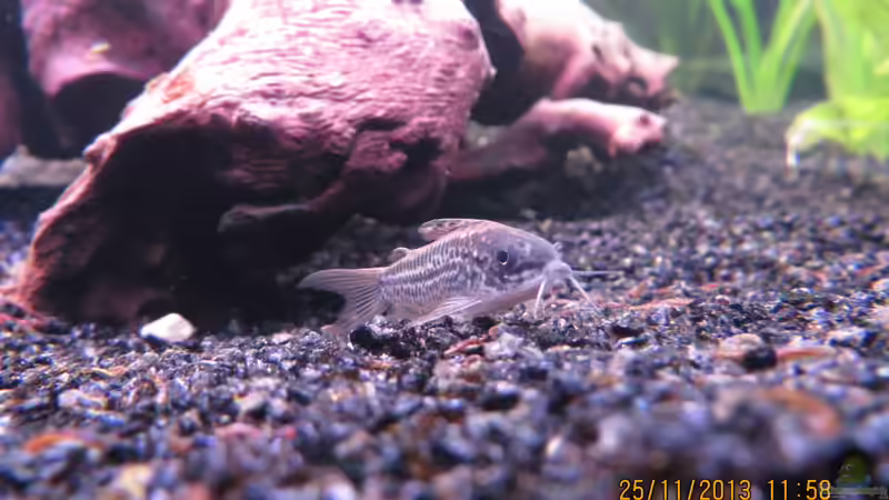 Panzerwels (wer weiß was für einer darfs mir ruhig sagen) von janine wolf (13)