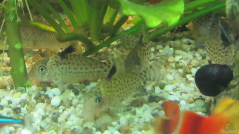 Panzerwelse ,....Corydoras Agassizii von Mofafi-Liebhaber (79)