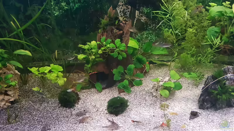 panzerwelse , sternflecksalmer , von Aquarius1988 (52)