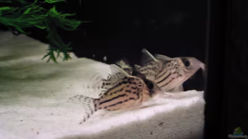 Panzerwelse - wer kennt diese Art?? von Steffen Koca (8)