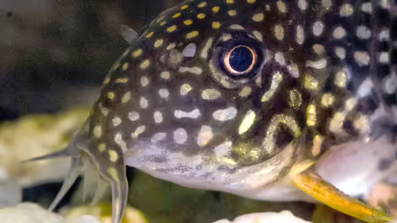 Panzerwelse: Unterschiedliche Arten der Gattung Corydoras vergesellschaften
