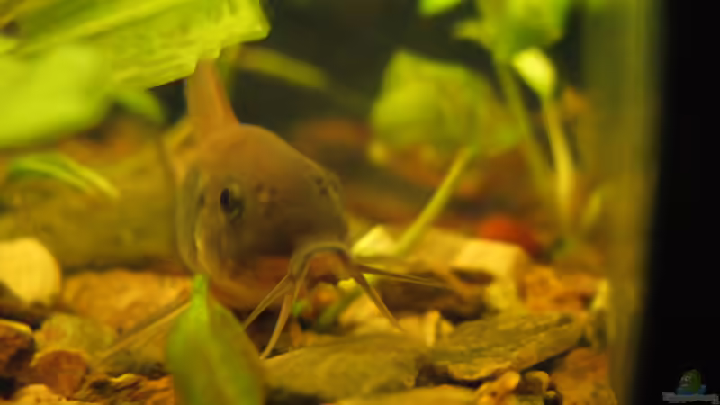 Panzerwelse: Unterschiedliche Arten der Gattung Corydoras vergesellschaften