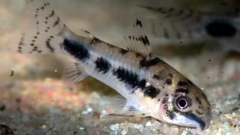 Panzerwelse: Unterschiedliche Arten der Gattung Corydoras vergesellschaften