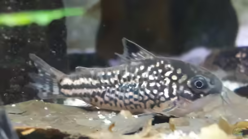 Panzerwelse: Unterschiedliche Arten der Gattung Corydoras vergesellschaften