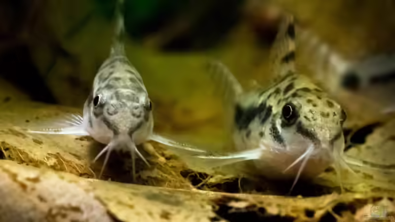 Panzerwelse: Unterschiedliche Arten der Gattung Corydoras vergesellschaften
