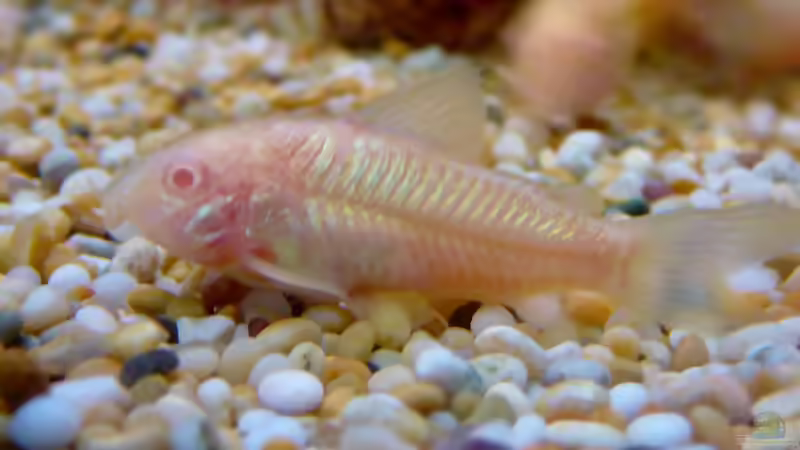 Panzerwelse: Unterschiedliche Arten der Gattung Corydoras vergesellschaften