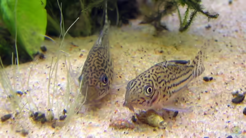 Panzerwelse: Unterschiedliche Arten der Gattung Corydoras vergesellschaften