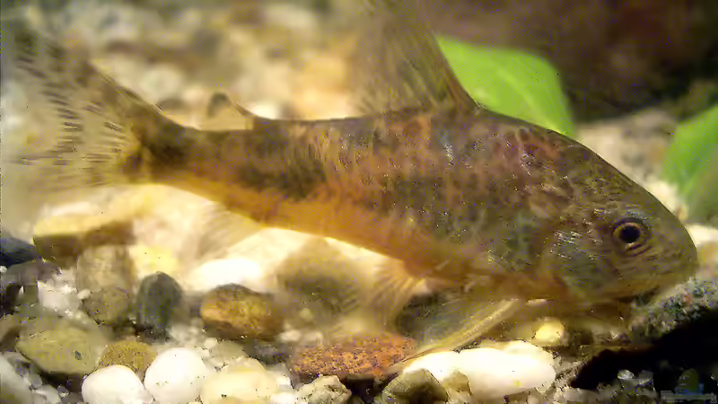 Panzerwelse: Unterschiedliche Arten der Gattung Corydoras vergesellschaften