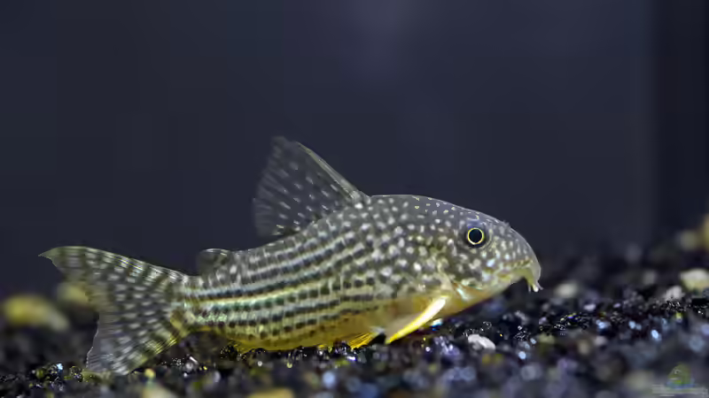 Panzerwelse: Unterschiedliche Arten der Gattung Corydoras vergesellschaften