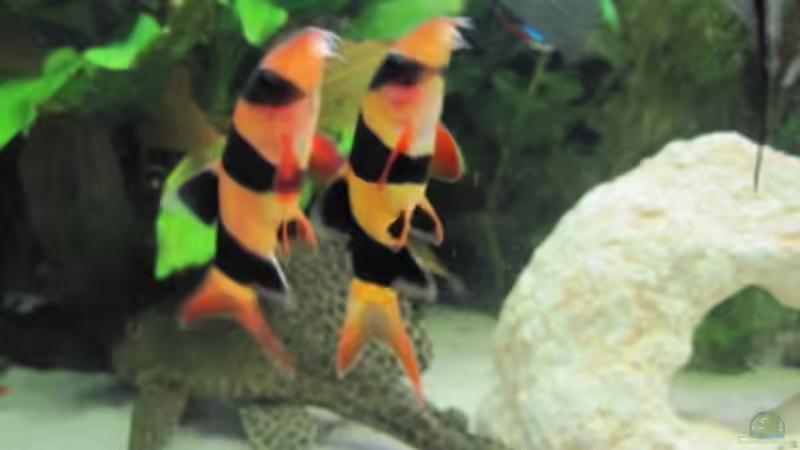 Panzerwelse  von Skalar Fan (12)