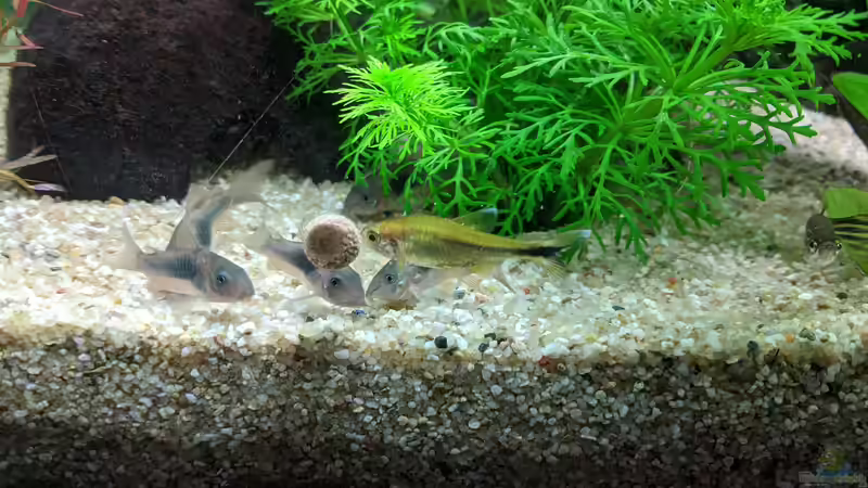 Panzerwelse am Nomsen (15.06.2020) von Ameisenalex (62)