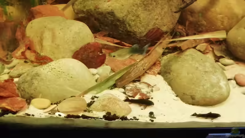 Panzerwelse & Guppy  11.03.2019 von - Stephen - (31)