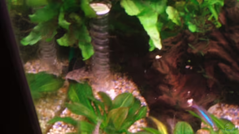 Panzerwelse auf den Schwertpflanzen dahinter das Höhlensystem von Daniel Pawlik (9)