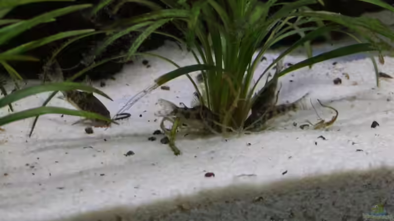 Panzerwelse beim futtern von Stefan Danner (10)