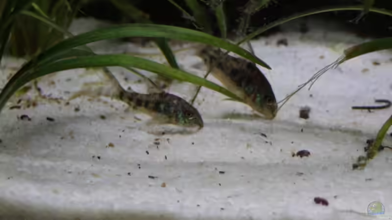 Panzerwelse beim futtern von Stefan Danner (11)