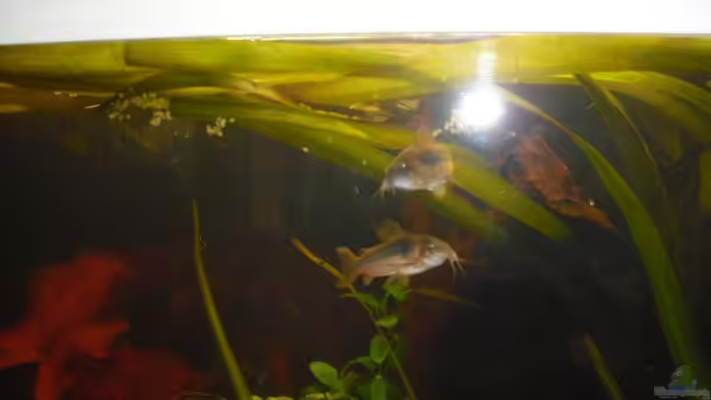 Panzerwelse beim Laichen von nemo0109 (34)