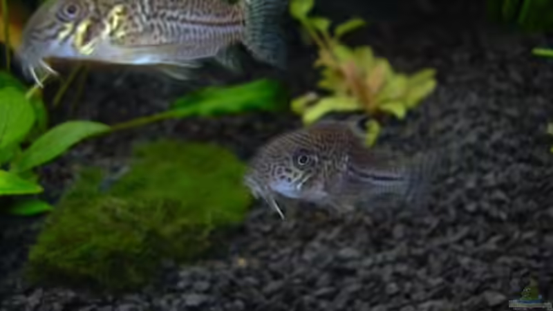 Panzerwelse ´Juli´ von Sado-Uwe (32)