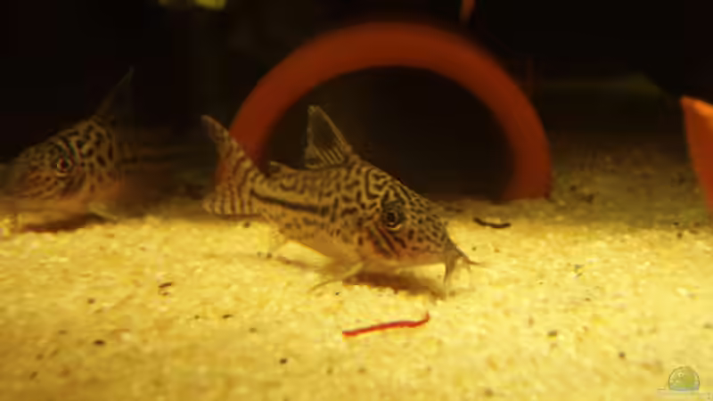 Panzerwelse on Tour von welspapa (26)