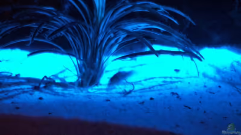 Panzerwelse sind auch bei Mondlicht am gründeln von Stefan Danner (14)