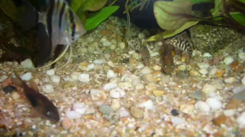 Panzerwelse u. Netzschmerlen bei der Futteraufnahme von Joachim Reinhardt (29)