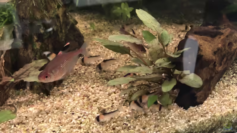 Panzerwelse von Aerbsli (30)