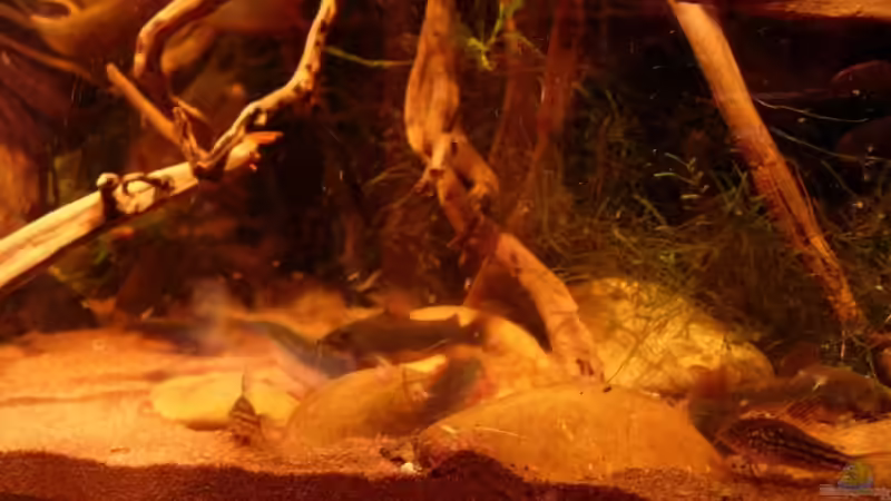 Panzerwelse von Daniel_ (22)