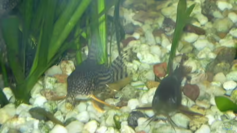 Panzerwelse von Daniel Knott (8)