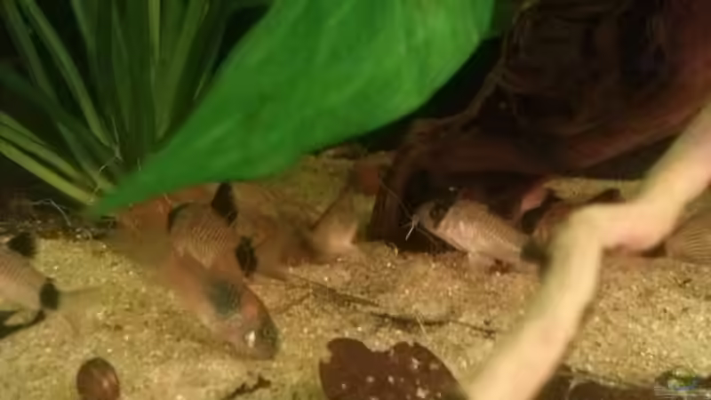 Panzerwelse von GuyIncognito (27)