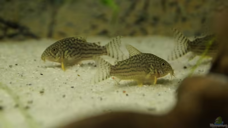 Panzerwelse von Heiko Bertsch (22)