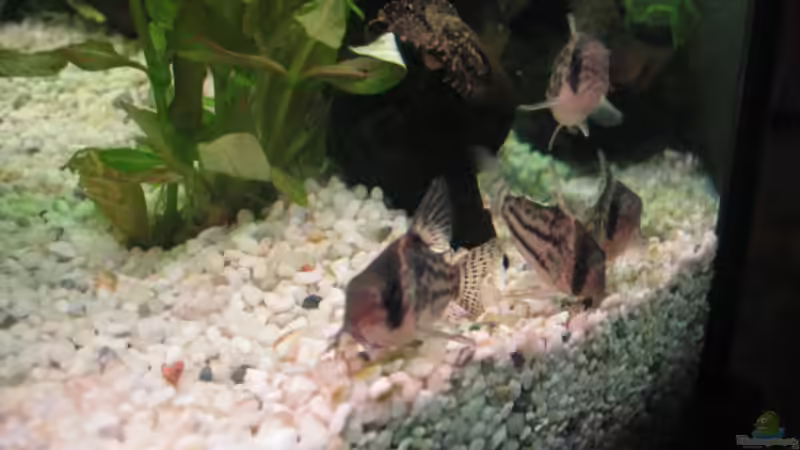 Panzerwelse von Microsash (9)