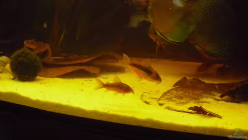 Panzerwelse von nemo0109 (46)