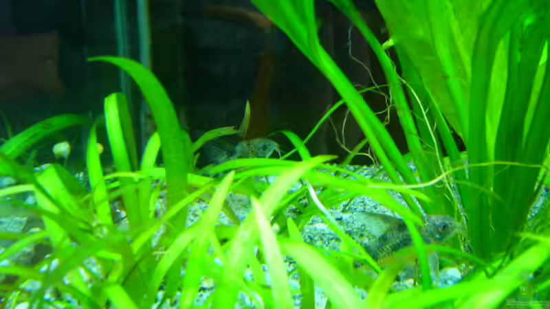 panzerwelse von Oliver Gursky (17)