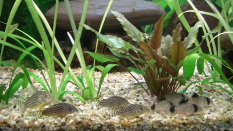 Panzerwelse von Schindlinho (8)