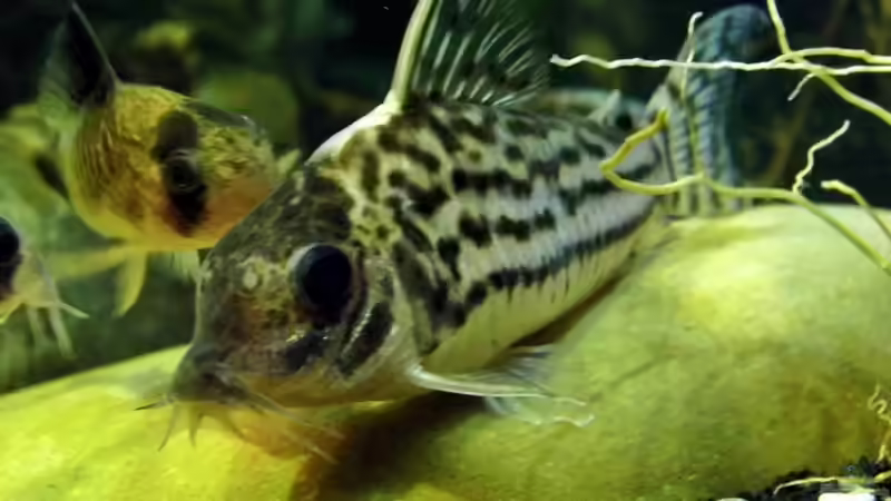 Panzerwelse von snooze (53)