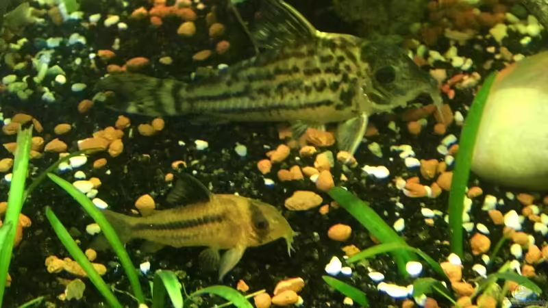 Panzerwelse von snooze (55)