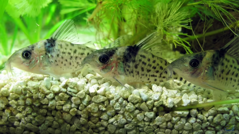 Panzerwelse von Stefan Peter (21)