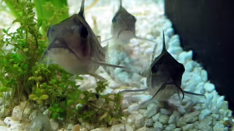 Panzerwelse von Stefan Peter (24)