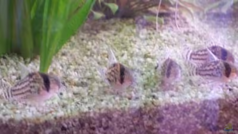 Panzerwelse von Wolfgang Sommer (15)