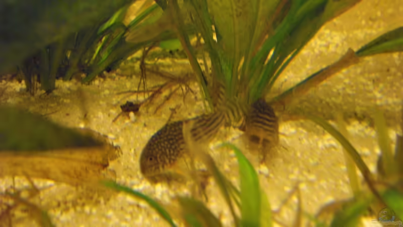 Panzerwelse von Yvonne Storms (22)